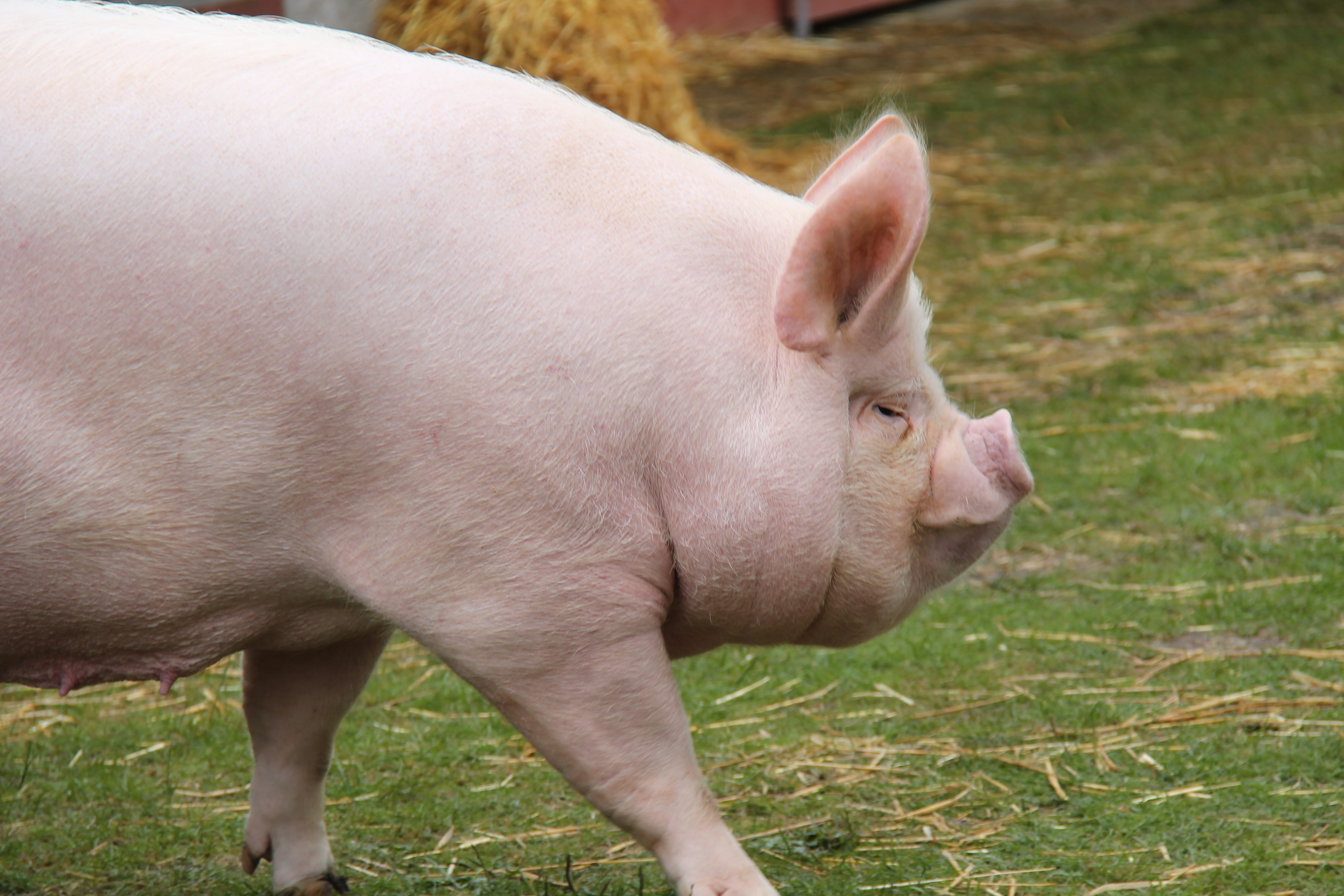 Middle-White pig breed
