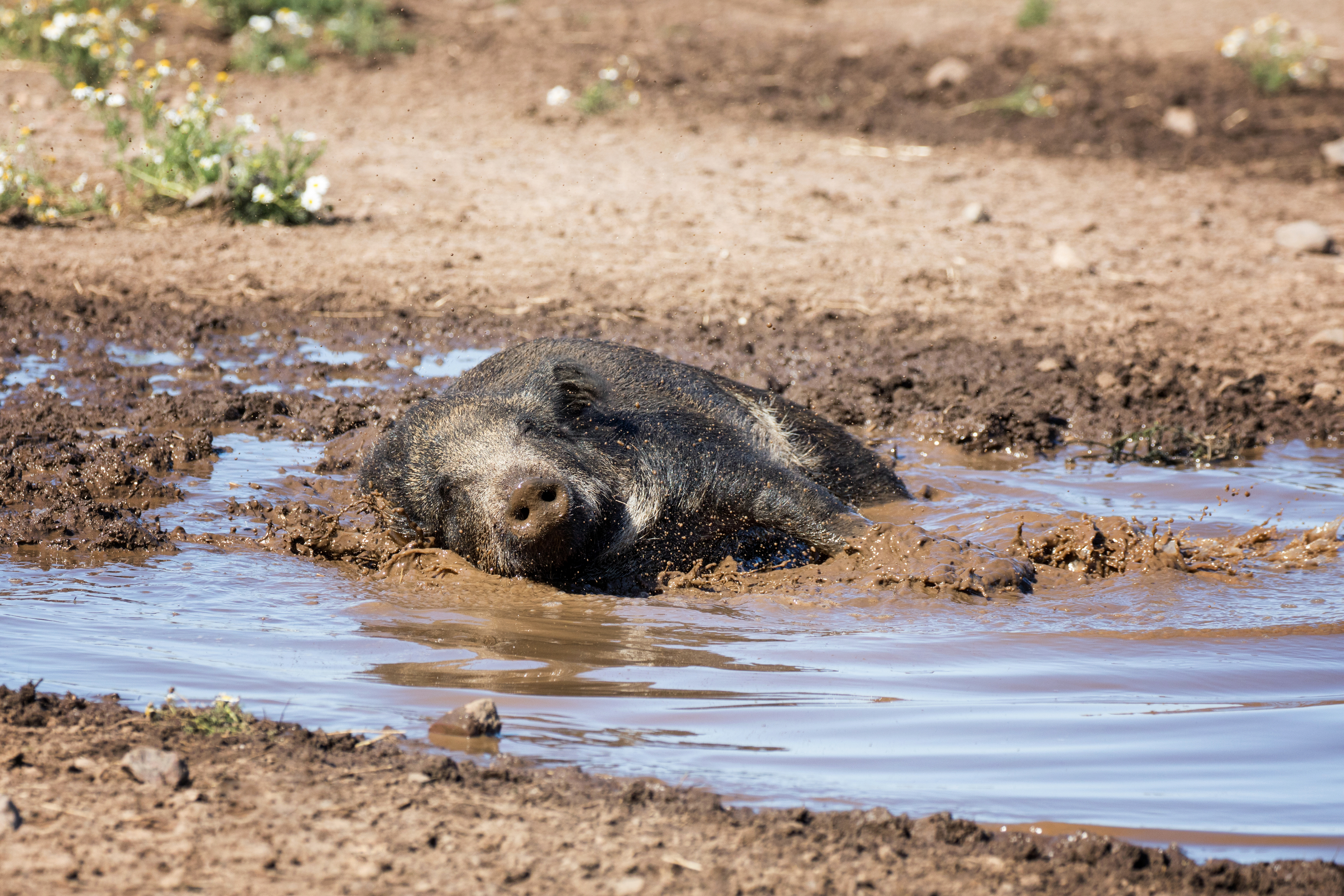 pig wallowing in mud on a hot day